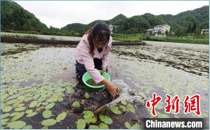 重庆石柱：万亩莼菜基地走数字化产业路挑起脱贫“大梁”