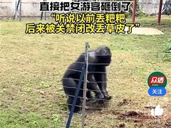 网红猩猩掀起草皮砸倒女游客 动物园是否承担责任？